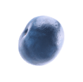 blueberry3-min
